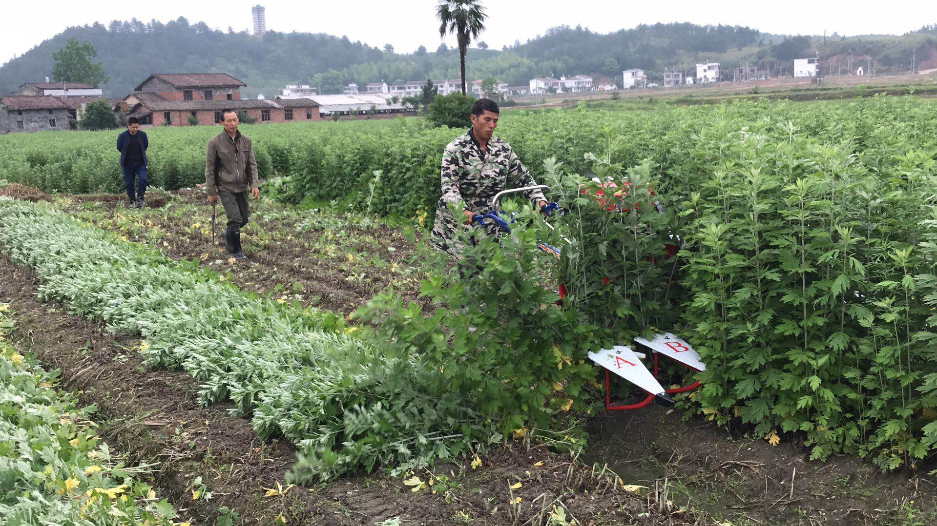 艾草收割機多少錢一臺-【源頭廠家】